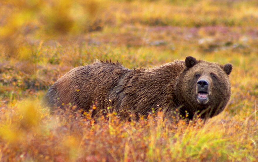 grizzly_denali_crop