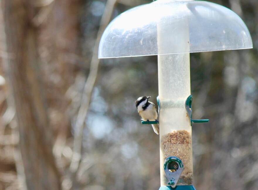 Black-Capped Chickadee — Milford, Conn.