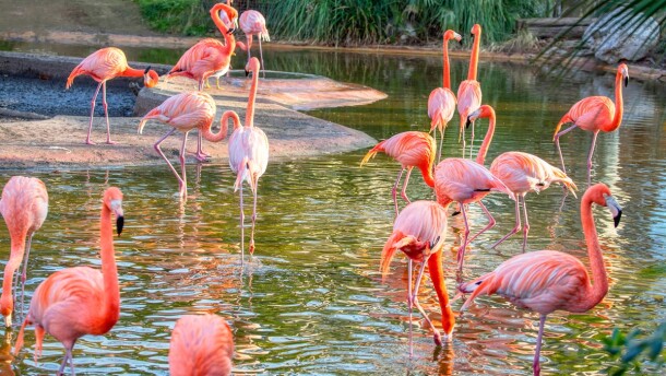 pink flamingos graze is a shallow water body