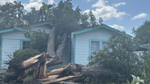 After severe storms felled trees and caused power outages, residents from the West Side clean up. Here, a crew removes a massive pecan tree from one side of a house on Morales Street on San Antonio's West Side