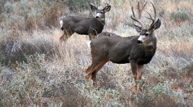 Photo of two mule deer.