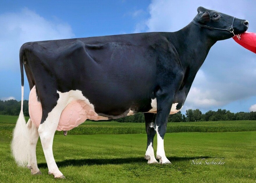 Gigi the cow is the queen of dairy production.