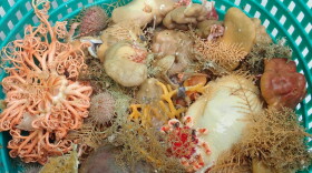 Deep-sea sponges and other invertebrates in a collection basket during a bottom trawl survey.
