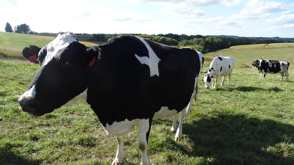 The Wedeberg family milks up to 80 cows depending on the time of year. They hope to operate sustainably - being good to the earth and making a living - for another century.