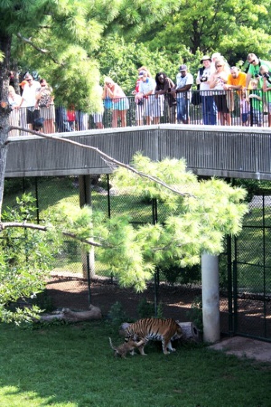 crowd looks at tiger mom and cubs at St. Louis Zoo 2008