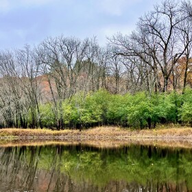 An invasive buckthorn infestation along the St. Croix National Scenic Riverway on October 25, 2023.