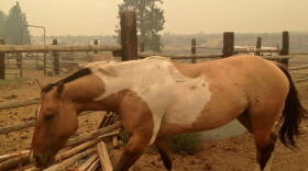 This horse went missing during the wildfires and was recently reunited with its owner. 