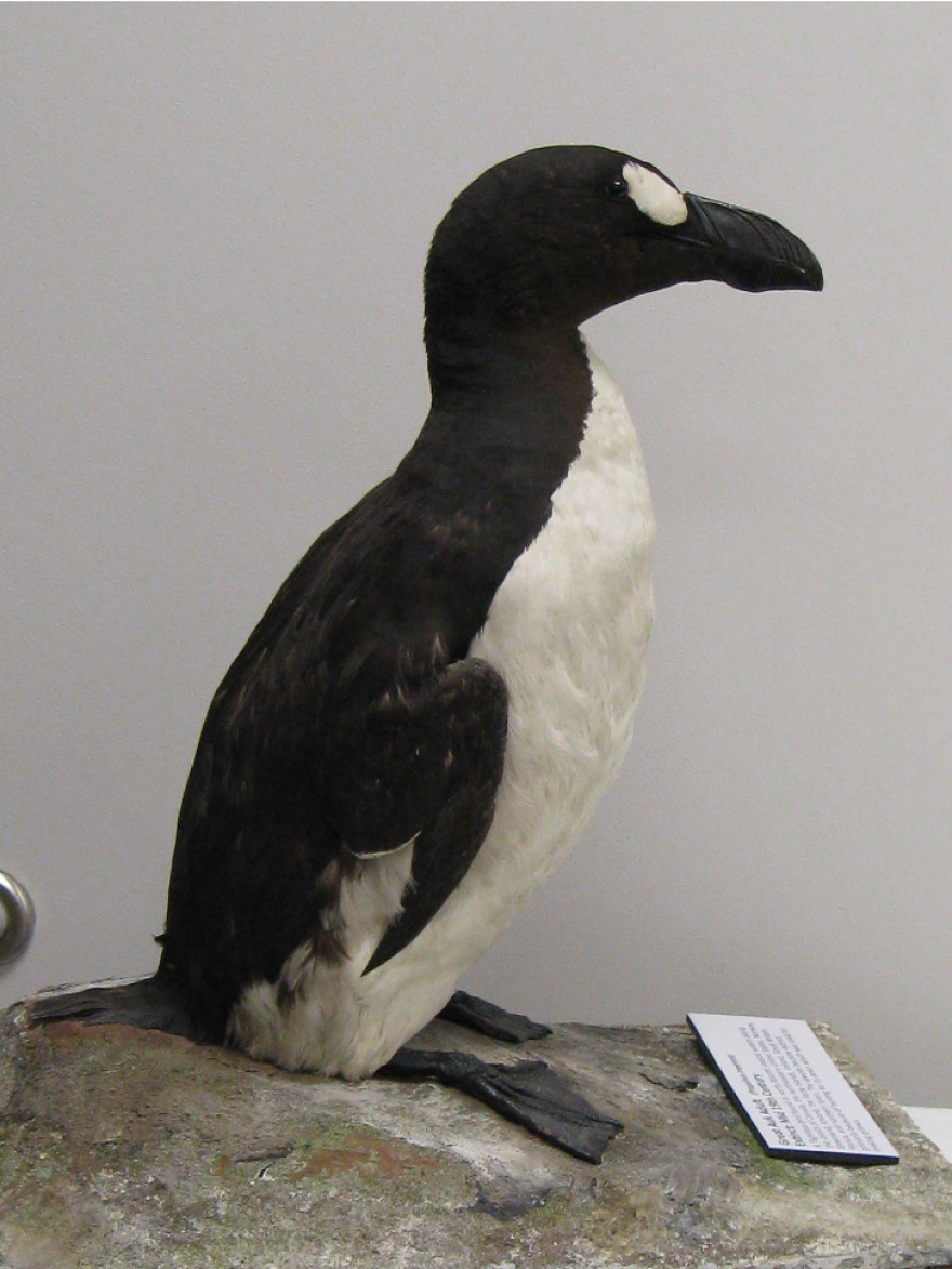 a penguin looking bird