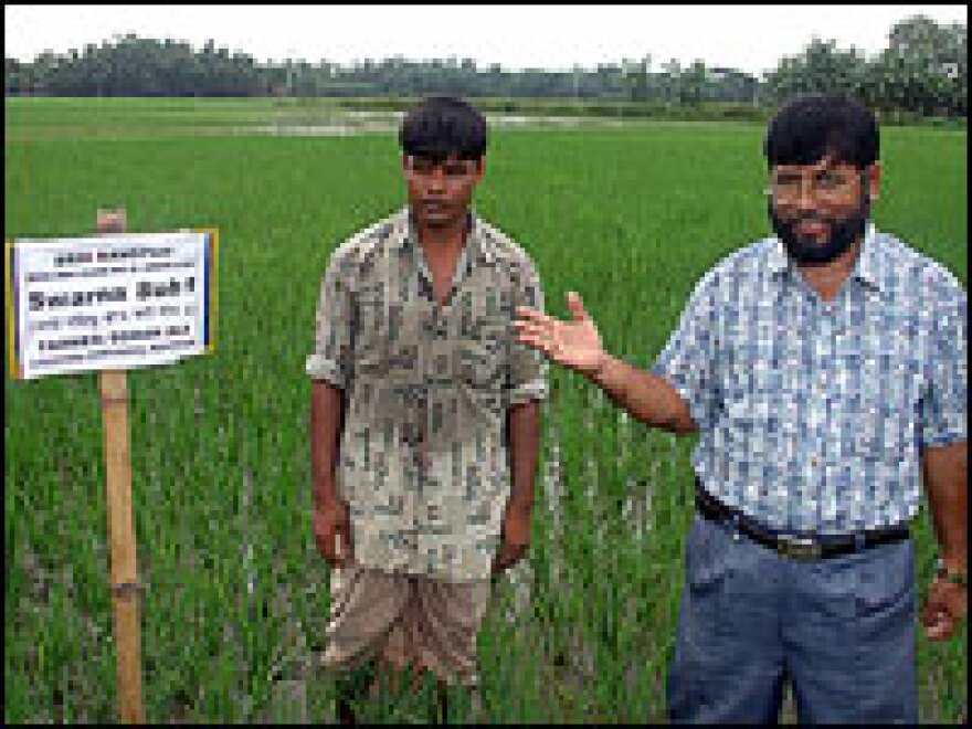 Dr. Md Abdul Mazid, of the Bangladesh Rice Research Institute, stands in a field of flood-resistant rice.