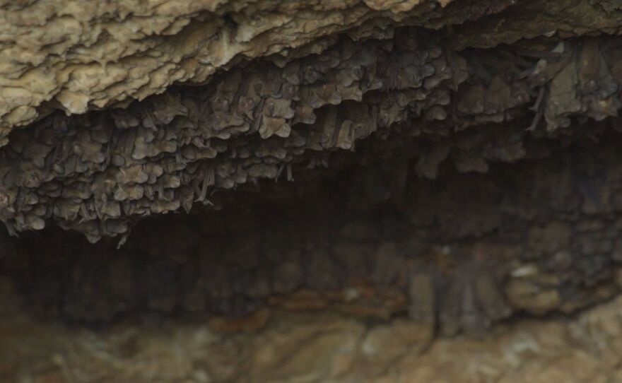 Bats sleeping in a cave.