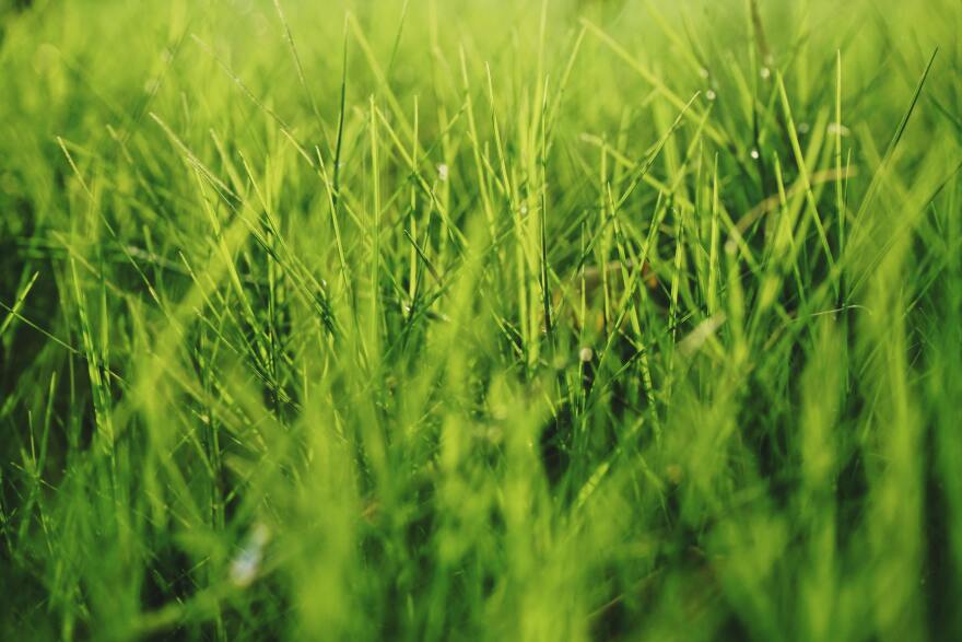 ISU Extension turf grass specialist Adam Thoms gives listeners the rundown for core aeration, seeding and re-seeding their grass for a late summer lawn maintenance guide.