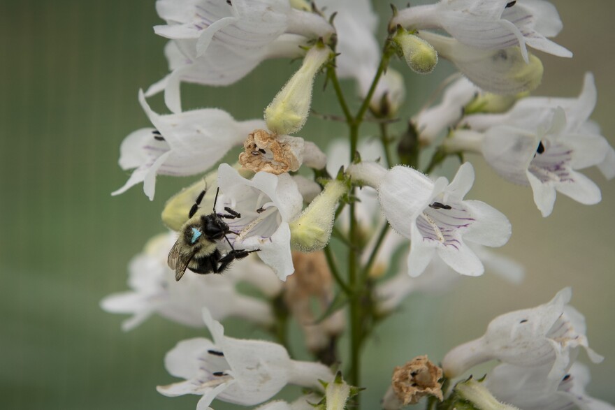 A New England bumblebee pollinates flowers in a UMass Amherst study.