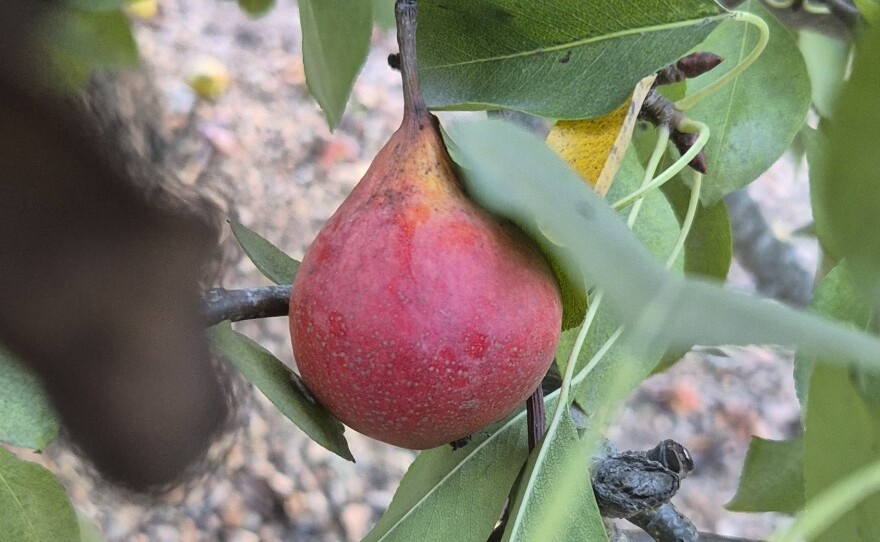The Seckel Pear is small, a bit bigger than a golf ball, firm but not crunchy, and sweet.