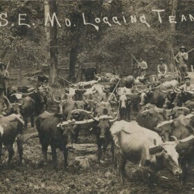 Laborers and oxen hauling logs near Dexter, Stoddard County, ca. 1909. John F. Bradbury, Jr. Postcard Collection, R1551, folder 87, State Historical Society of Missouri, Rolla, Mo.