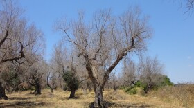 A deadly bacterium, <em>xylella fastidiosa</em>, has killed millions of olive trees in southern Italy. One of the hardest-hit areas is Lecce province in the Puglia region (pictured here). Xylella, which has no cure, "is almost like the coronavirus of olive trees," says Maria Saponari, a plant virologist at the Institute for Sustainable Plant Protection in Italy.
