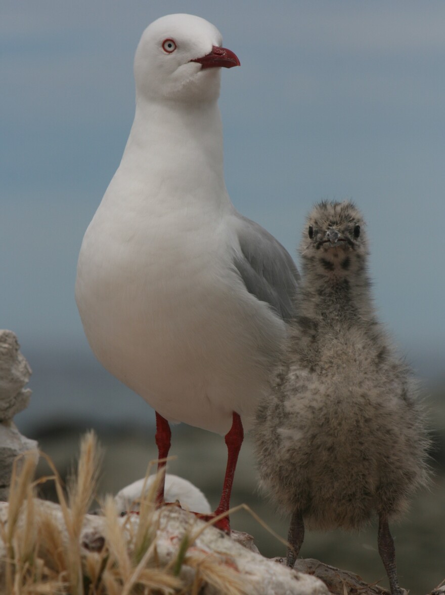 An adult red-billed gull (<em>Larus novaehollandiae scopulinus</em>) with a chick. The birds are part of a 54-year study on New Zealand's Kaikoura Peninsula.