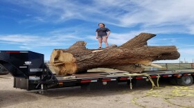 Abby Vardeman, Lacey Cotter Vardeman's daughter, with the elm tree Lacey brought home. 