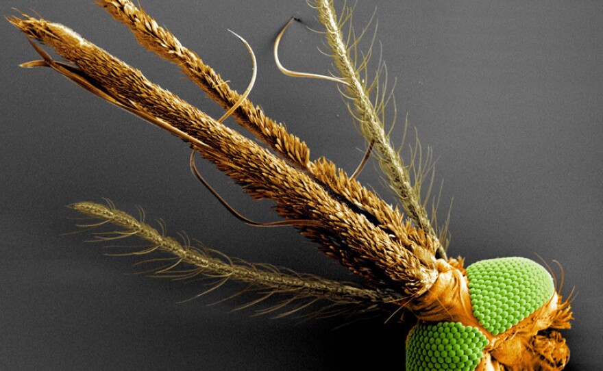 Mosquitoes detect odors with their antennae. Here an <em>Anopheles </em><em>gambaie </em>mosquito has been beheaded to photograph its antennae and eyes.