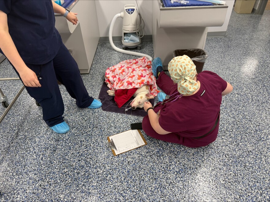 Students at the University Farm perform a number of services for shelter animals in their care, including nail triimmings.