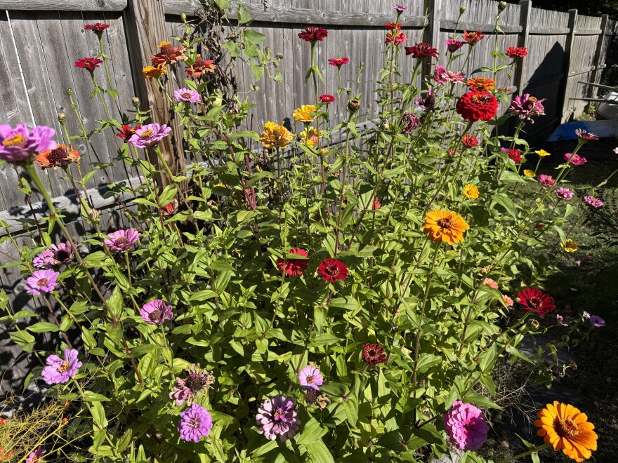 August blooms take center stage in the garden.