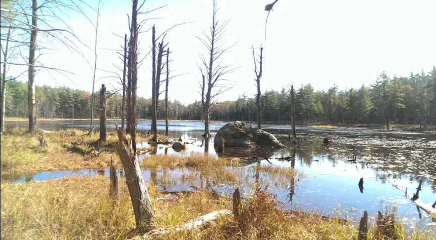 Broken Ground in Concord consists of miles of interconnected hiking trails through different terrain including forest and wetlands.
