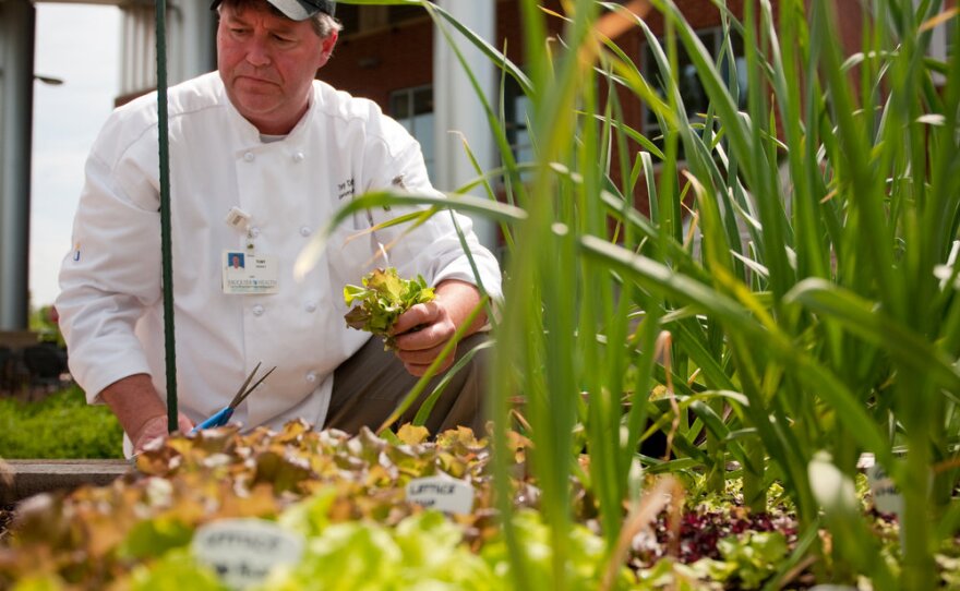 Executive Chef Tony DeWalt picks some lettuce from Fauquier Hospital's "culinary healing garden."
