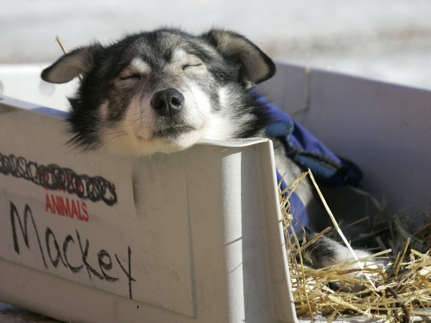 After working as a commercial fisherman, Mackey turned to sled dog racing to get his life in order. He credits his dogs for saving his life.