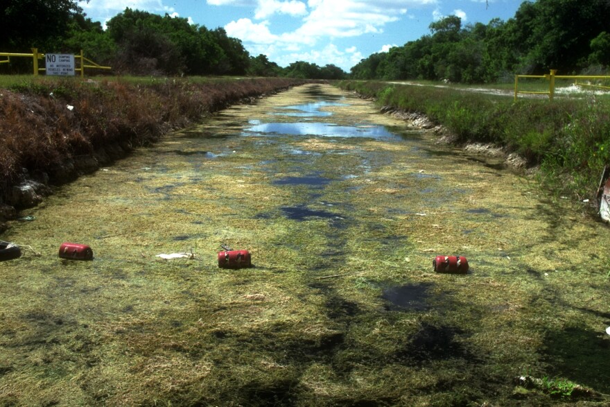 Hydrilla-choked canal outside Everglades Natl. Park, re pollutant-proliferating, nutrient-fed algae in pollution-endangered wetlands.