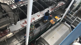 An overview of rock fish being sorted by workers at the Trident Seafoods plant assembly line in Kodiak, Alaska on Saturday May 27, 2018.