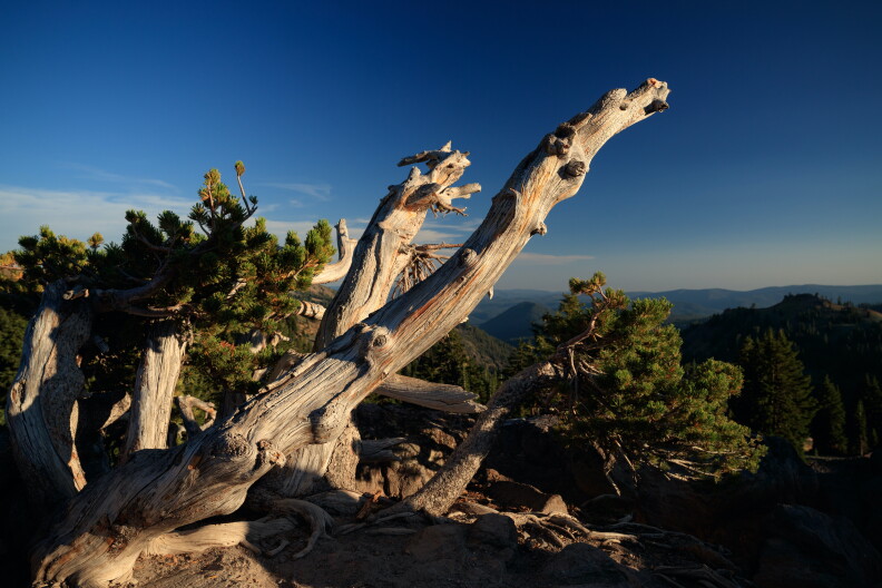 A picture of a tree on a hilltop.