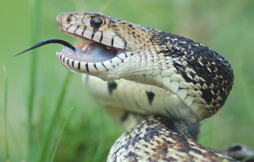 Bull snake, also known as a gopher snake.