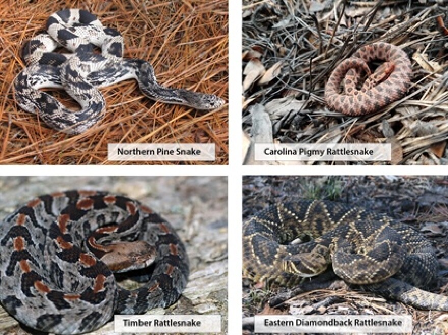 NCWRC is asking the public to submit a report if they see any of these snakes that are listed as threatened and in decline in North Carolina.