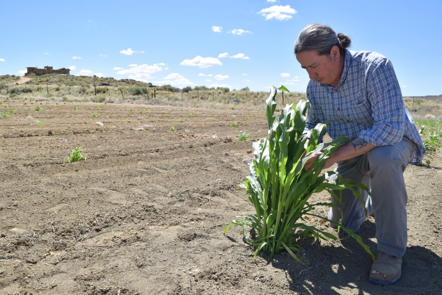 Hopi farmer and University of Arizona faculty Michael Kotutwa Johnson has a farm about 90 minutes north of Flagstaff, Arizona.