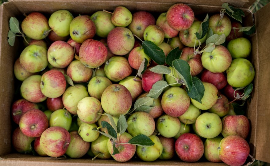 Apples collected at a home in the Rattlesnake Recreation Area