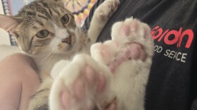 A cat bein held like a baby, with its two back feet in the foreground. Each paw has seven toes.