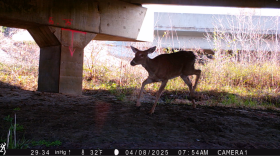 A white-tailed deer walks under a Missouri overpass on a sunny day.