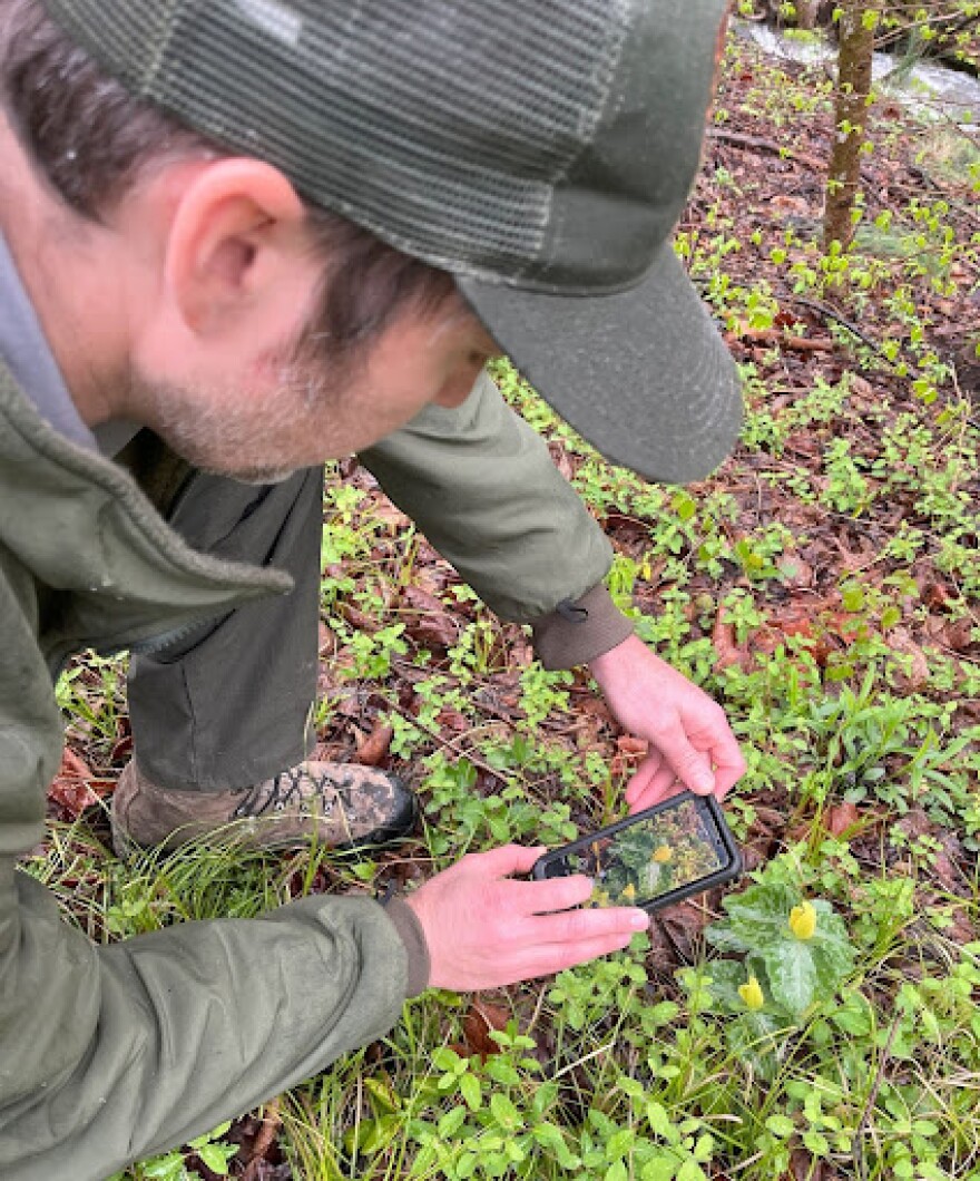 A park worker holds a phone over a flower to take a picture of it.