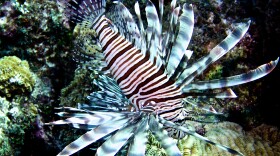 Lionfish, which are native to the Pacific and Indian oceans, are now present in the Atlantic and the Caribbean, where they are devouring smaller fish that protect reefs. The Caribbean island of Bonaire is teaching divers how to catch the venomous fish.