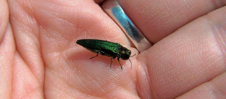 Adult Emerald Ash Borer in the palm of a human hand