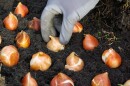 A gardening-gloved hand pushes a tan and white tulip bulb into dark brown soil among rows of other bulbs.