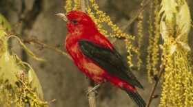 The Indiana Department of Natural Resources says the property attracts several types of songbirds, including the scarlet tanagers.