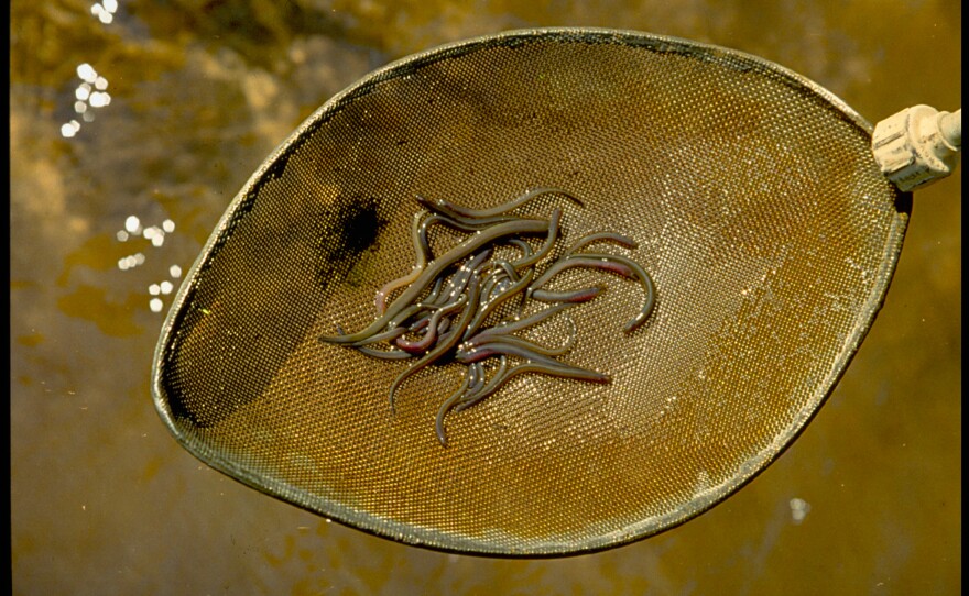 Sea lamprey larvae in a net over the water. 