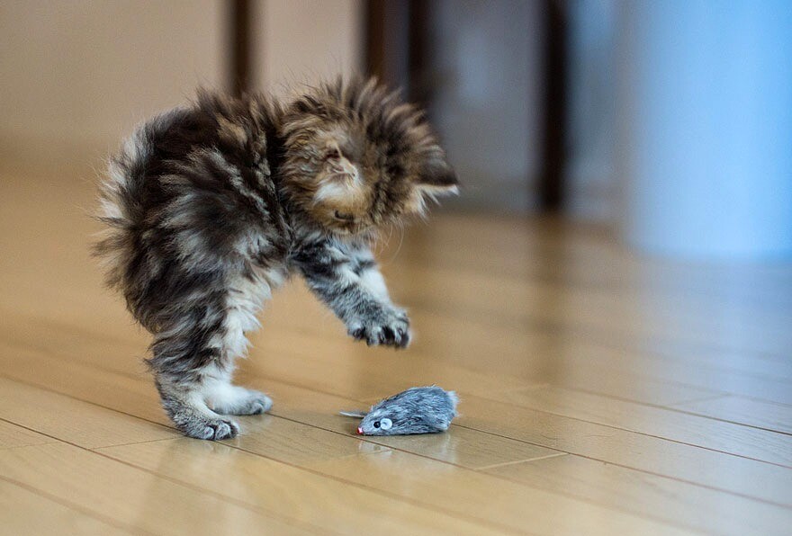 Cat playing with a toy mouse. 