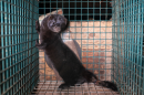 A brown mink, a small mammal that looks similar to an otter or ferret, stands up inside a metal cage. There is some sort of injury on its tail, with less fur around the area and visible scabs.
