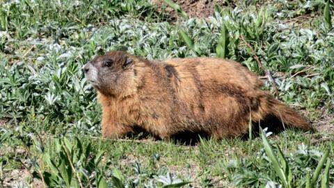A marmot named Stonehenge. (Courtesy of Daniel Blumstein)
