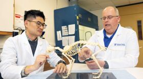 Left to right: Jon Kim and Adam Stern examine a cat skeleton. (University of Florida College of Veterinary Medicine)