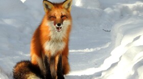 Red Fox