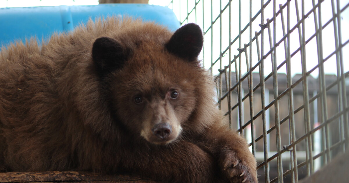 Colorado's drought leaves a wildlife center caring for more than 30 orphaned bear cubs