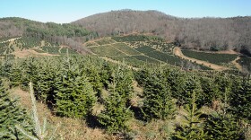 File photo of a Christmas tree farm in North Carolina.