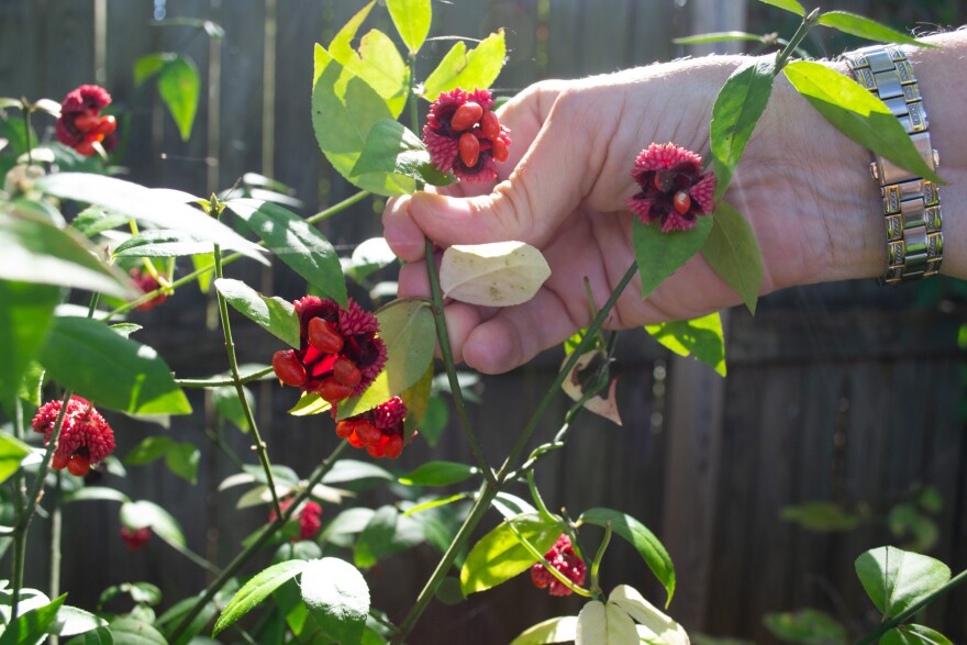 A native strawberry bush, also called a